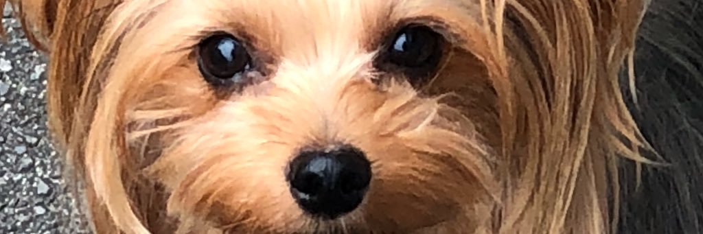ChipTKone's profile banner image