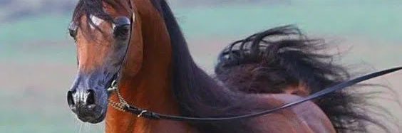 ALI ALJASSASI banner