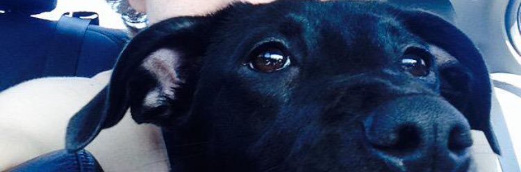 _ice_cole_'s profile banner image