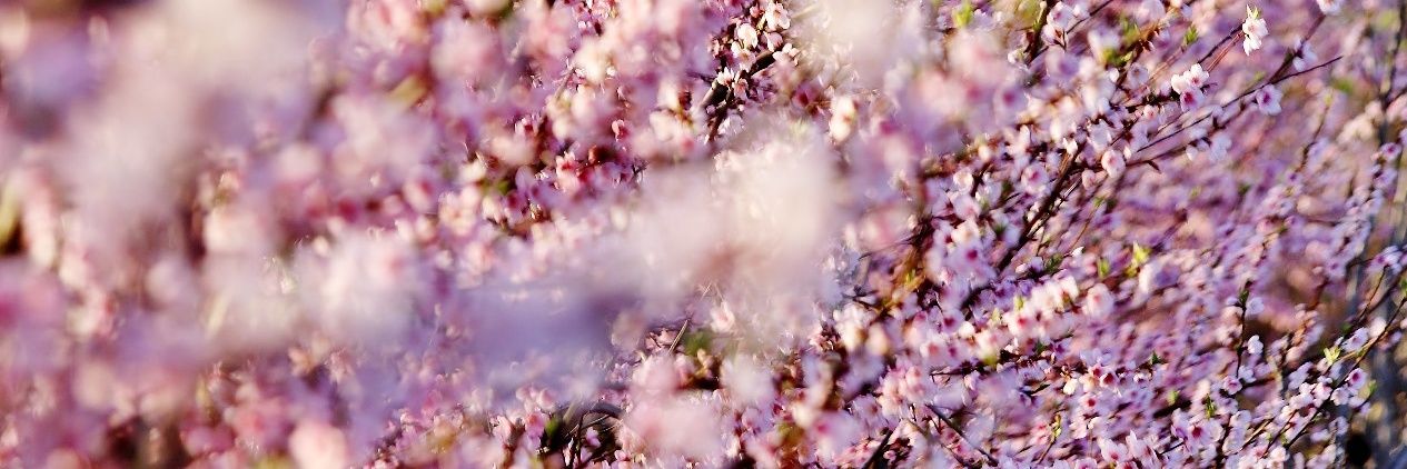 Fruiturisme's profile banner image