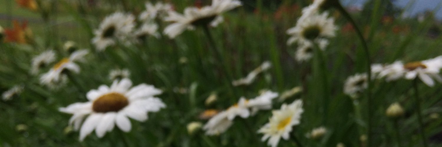 MaggieAnne17's profile banner image