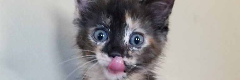 LerimFlavored's profile banner image