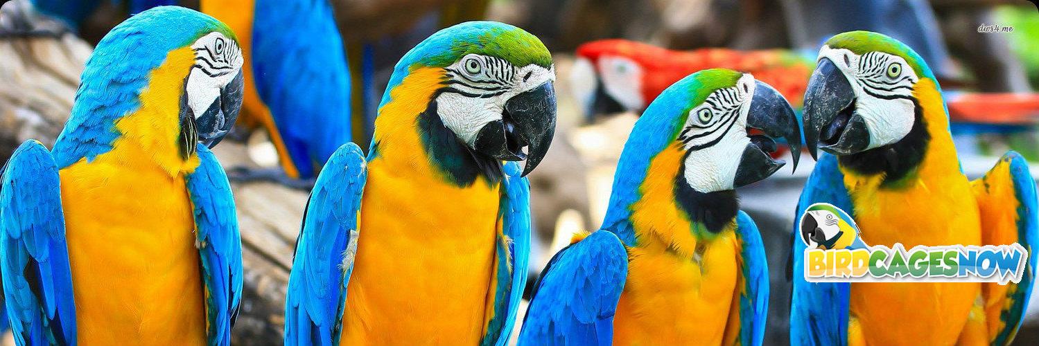 BirdCagesNow's profile banner image