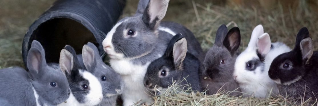 The Rabbit Residence banner