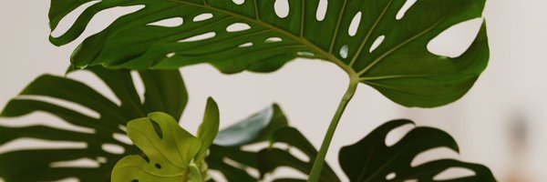 MikeOmoniyiCS Profile Banner