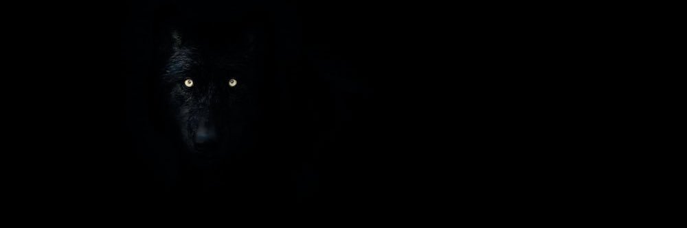 Mr. Wick banner