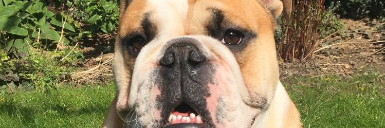 KM 🏴󠁧󠁢󠁥󠁮󠁧󠁿 banner