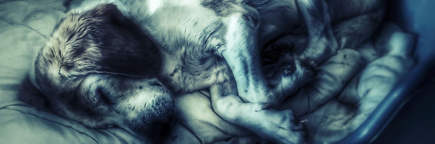 ZKU119's profile banner image