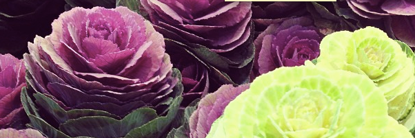 Jenn Vojta Day banner