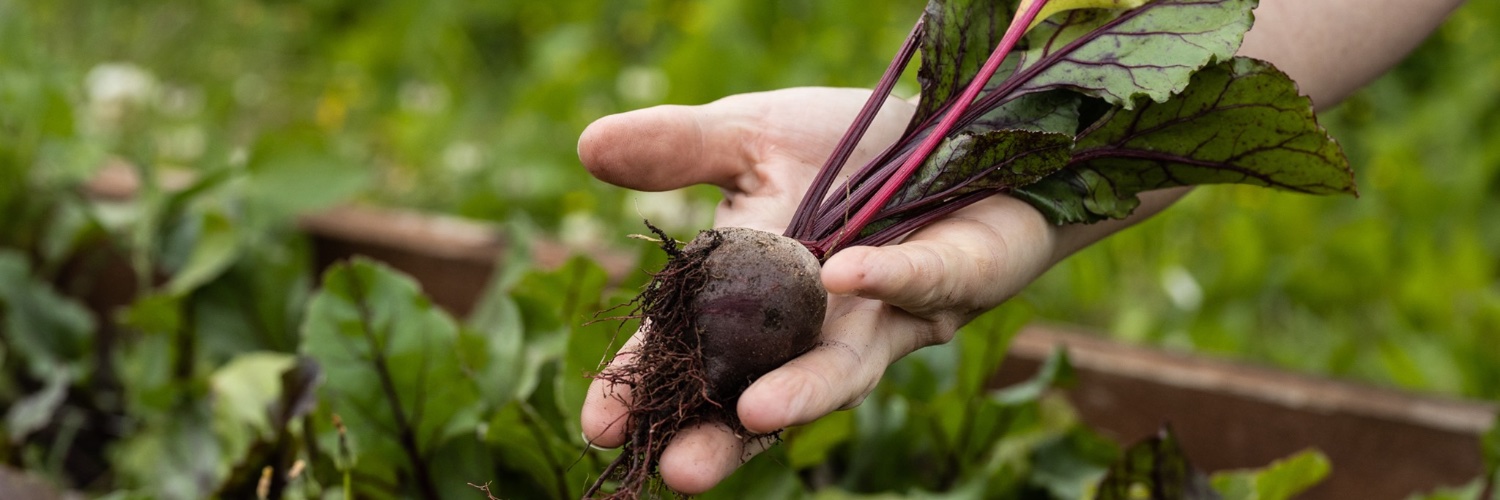 Slow Food Birmingham UK banner