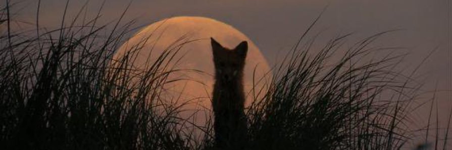 🐂🖍OneFoxOne🖍🐂 banner