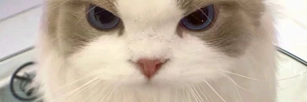 东照照照照 banner