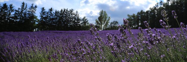 WildwoodPlus Profile Banner