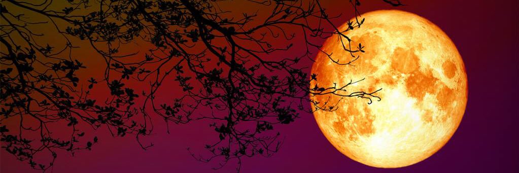 Lizeclipse67's profile banner image
