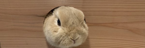 akasiaLL Profile Banner