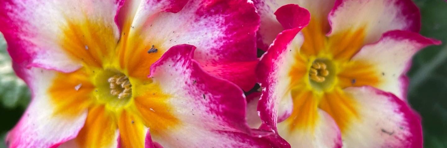 Allensmore Nurseries banner