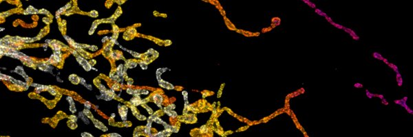 MichielKrols Profile Banner