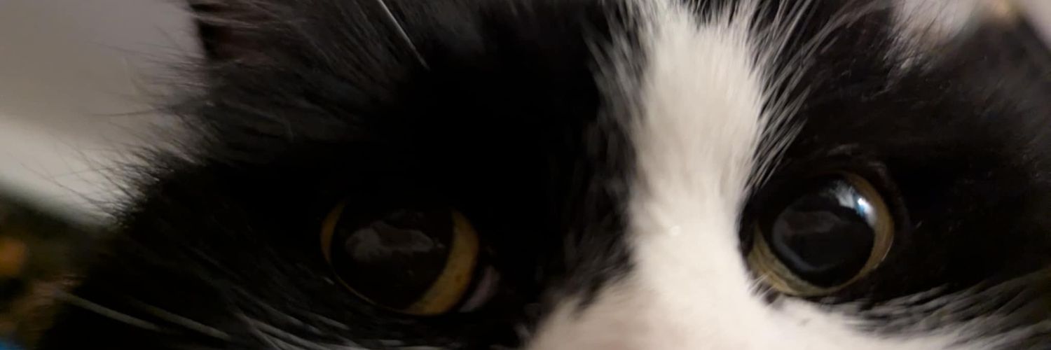 ✨Holygrocha ฅ^•ﻌ•^ฅ✨ banner