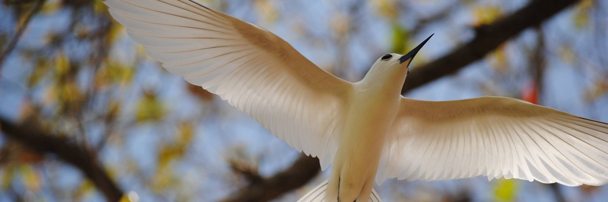 Stephanie McClelland banner