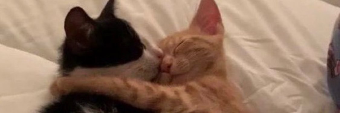 𝕮𝖆𝖗𝖑𝖆 banner