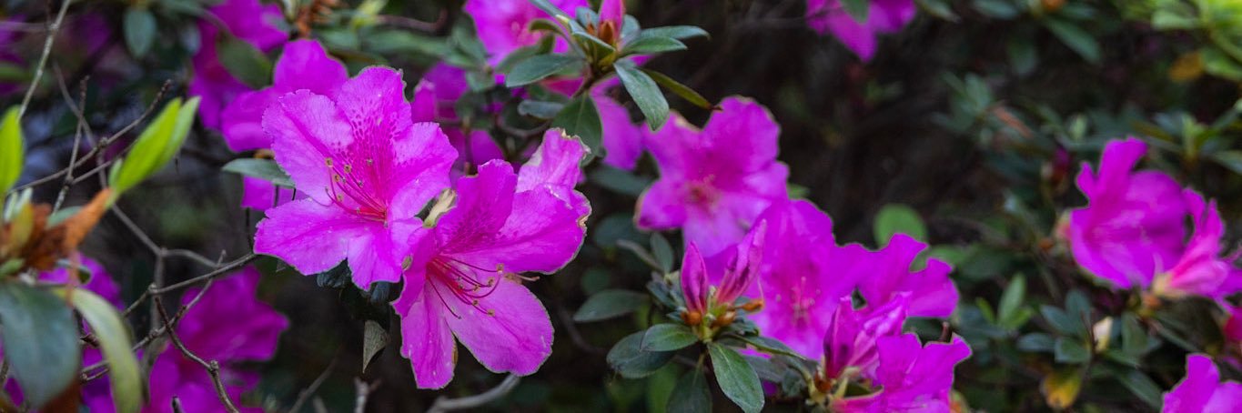 UF Facilities Services banner