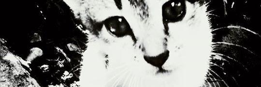primerrizal's profile banner image