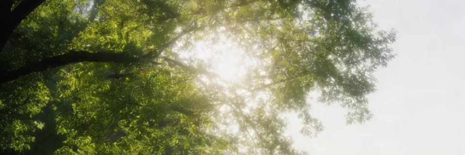 veronicaespejo5's profile banner image