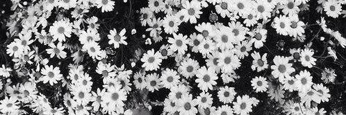 sofimitchell_'s profile banner image