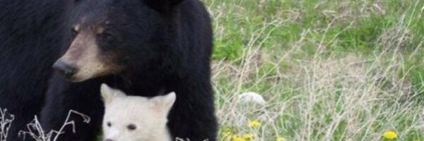 bearconflicts Profile Banner