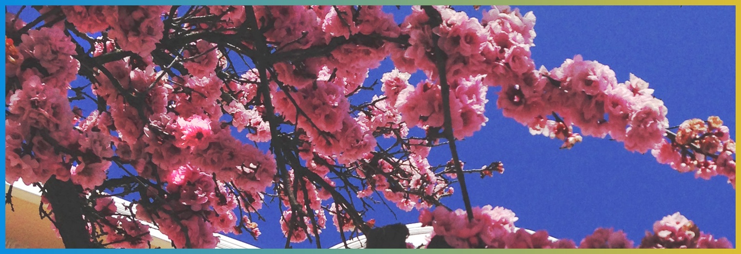 maihammad2's profile banner image