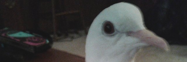 gojiraTimelord's profile banner image