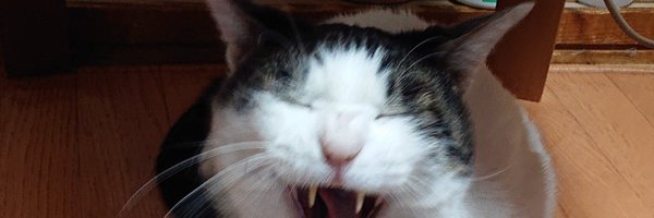 hetakomo Profile Banner