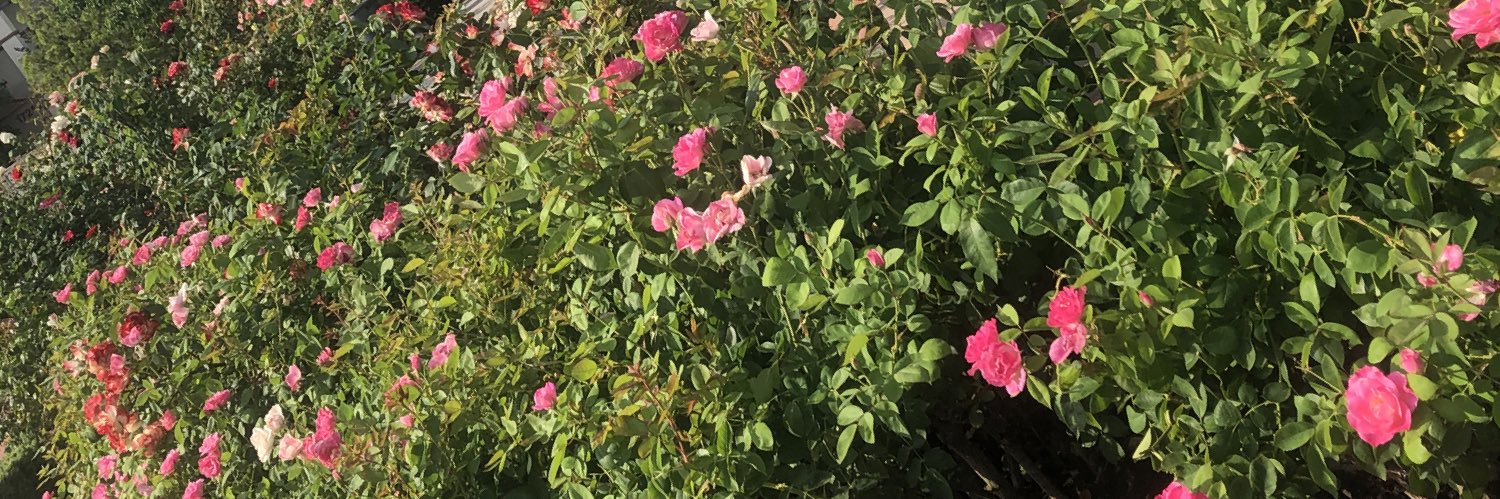 Joseph Sprouse banner