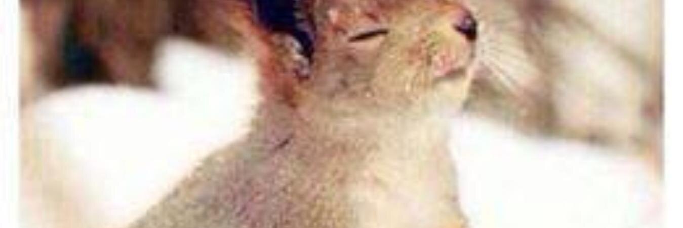 upikblokM's profile banner image