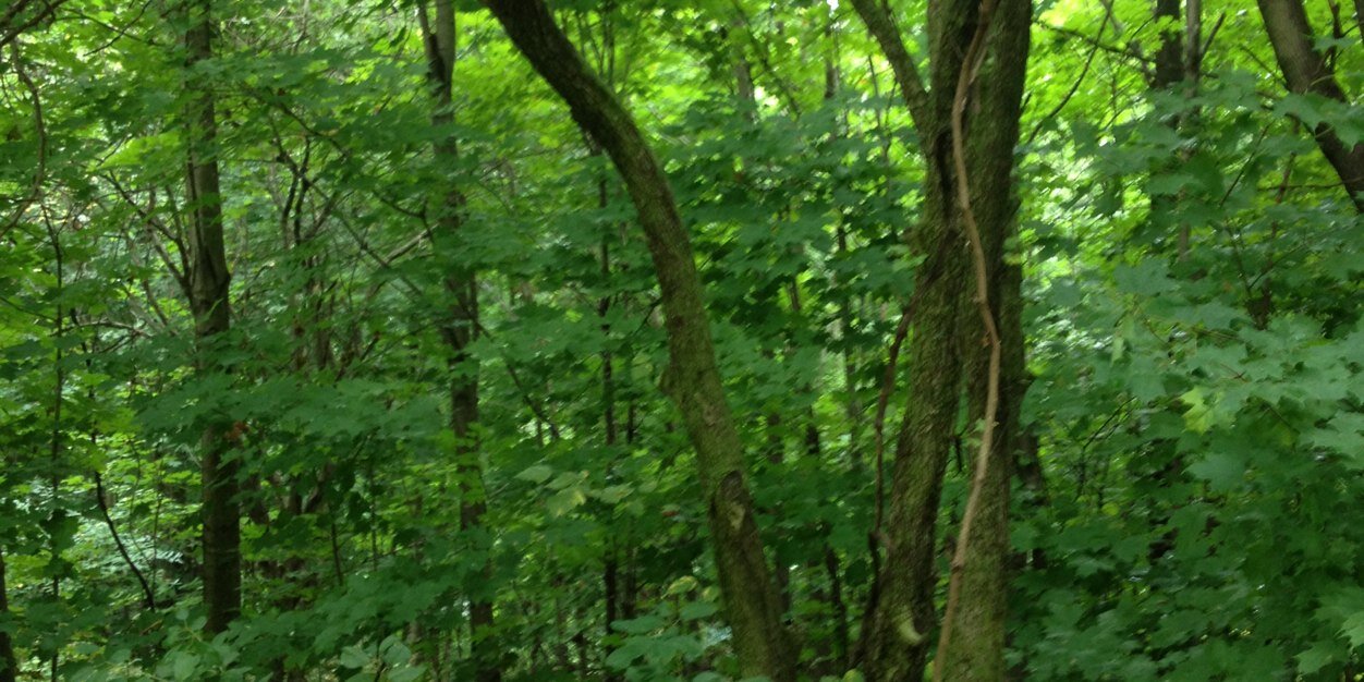 lwigbbx's profile banner image