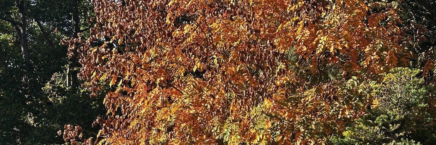 SmithPiran's profile banner image