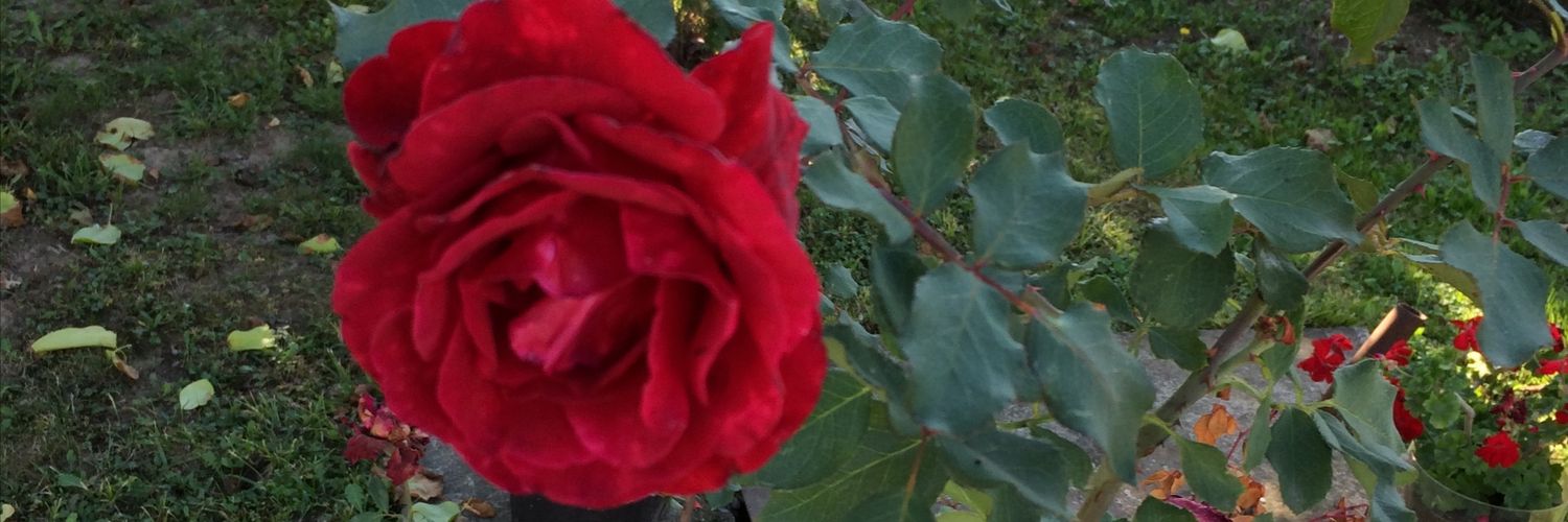 Темјана banner