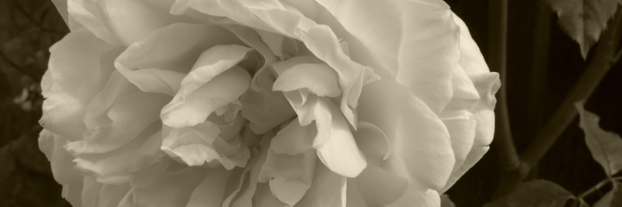 YogaEllie's profile banner image
