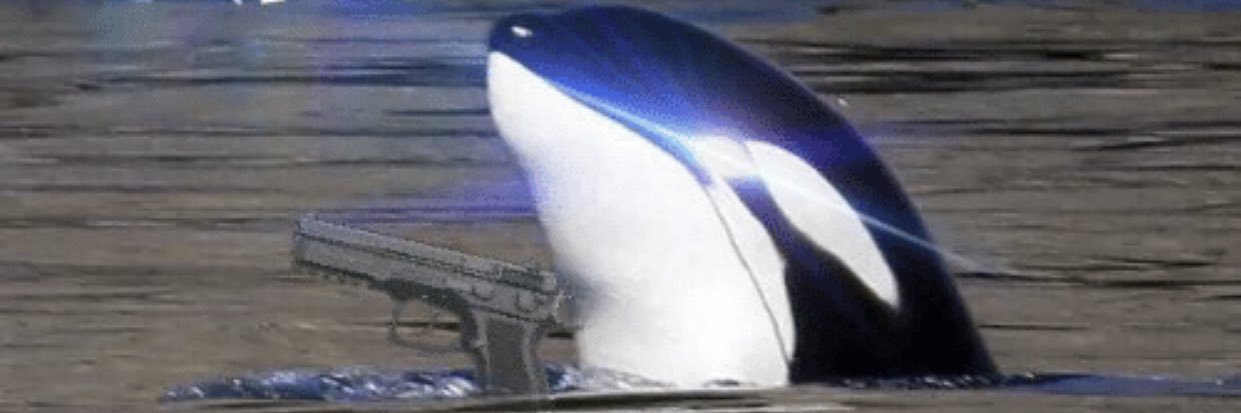 FightMeSeaWorld's profile banner image