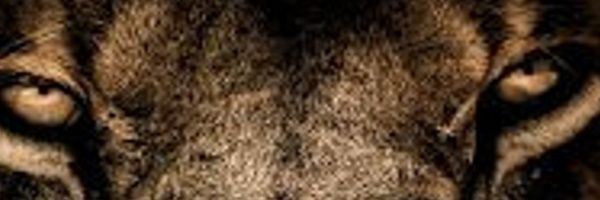 nanomassello's profile banner image