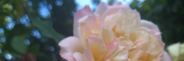 HazelMoon76 Profile Banner