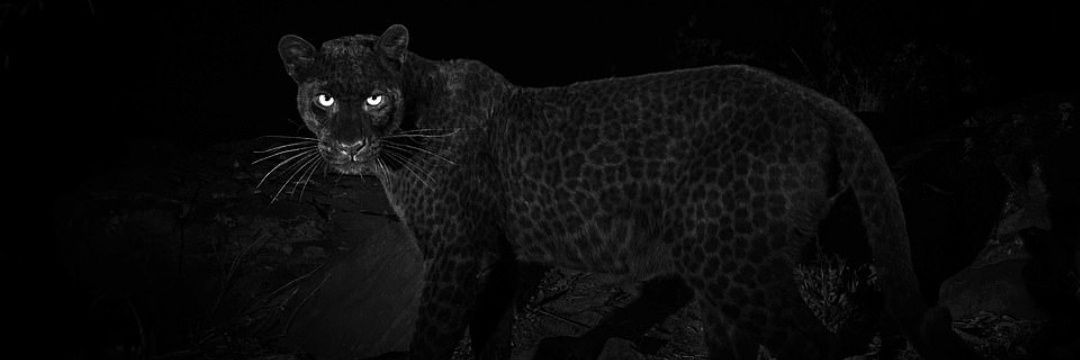 Mutaabee3's profile banner image