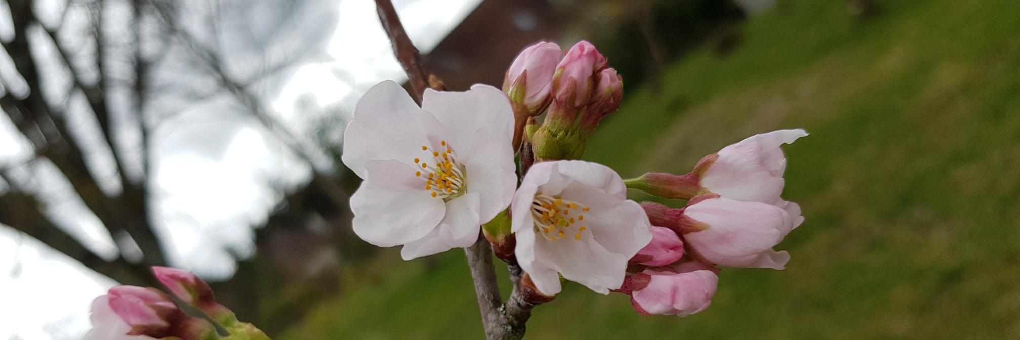 Silicon Loches banner