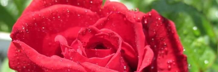 Leora513's profile banner image
