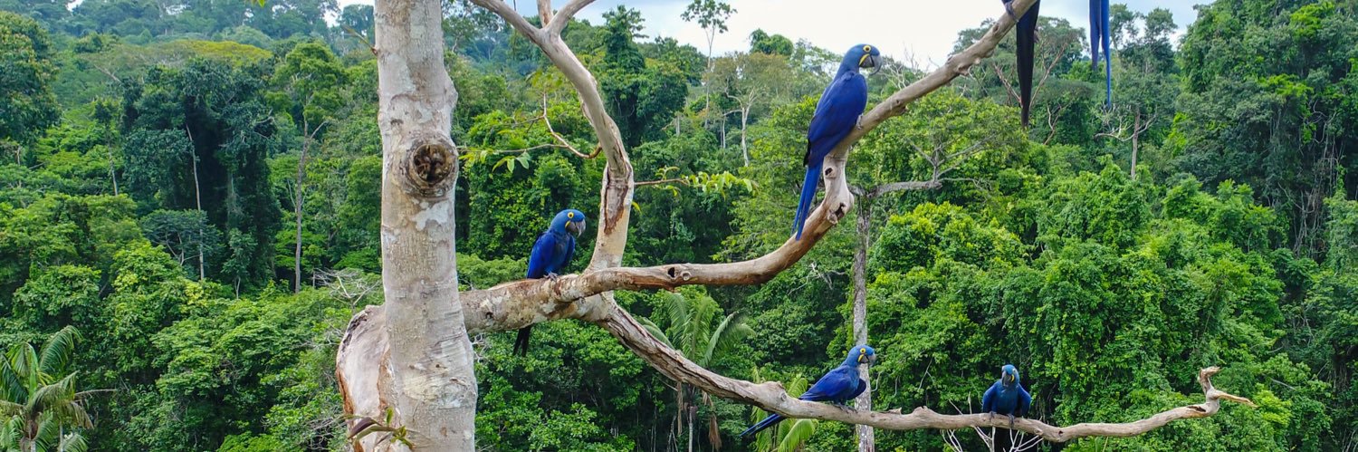 🦜Miss Middleton 🦜Year 4 Macaws🦜 banner