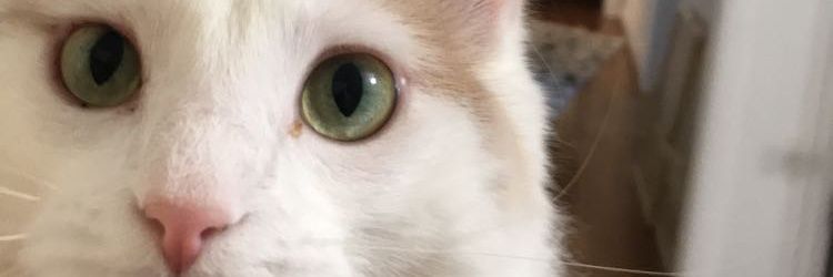 KatDurbin's profile banner image