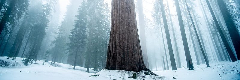 Elias Mufarech banner