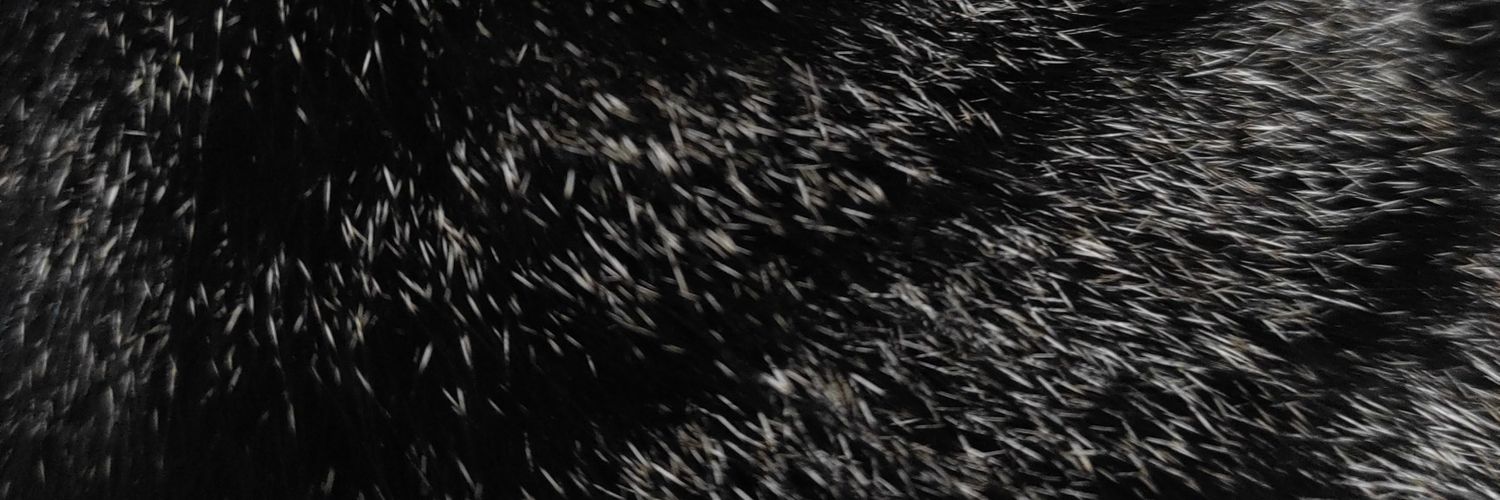elly_negrita's profile banner image