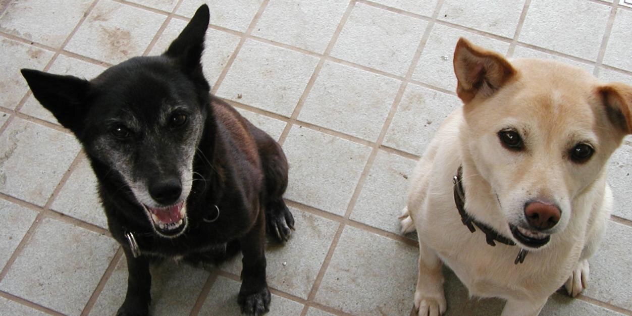 mcldogs's profile banner image