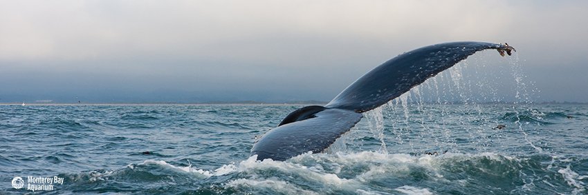 swmarineed's profile banner image